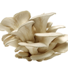 Fresh Blue Oyster Mushrooms