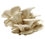 Fresh Blue Oyster Mushrooms