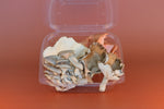 Fresh Oyster Mushroom Medley