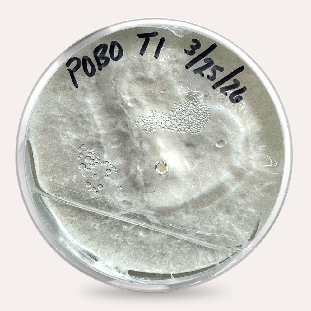 Mushroom Plate Cultures