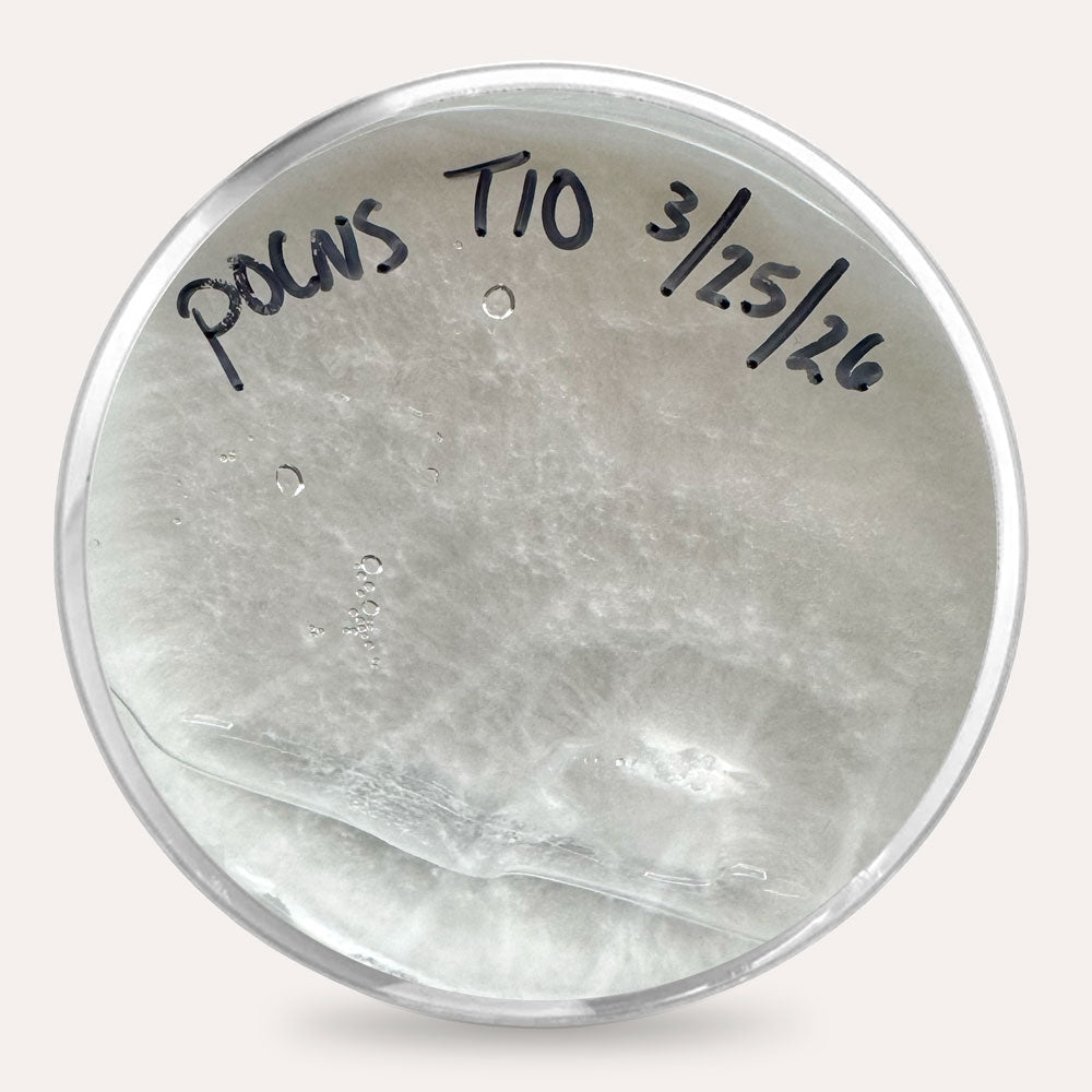 Mushroom Plate Cultures