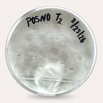 Mushroom Plate Cultures