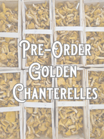 PRE-ORDER Golden Chanterelles - Wild Foraged