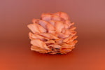 Fresh Pink Oyster Mushrooms
