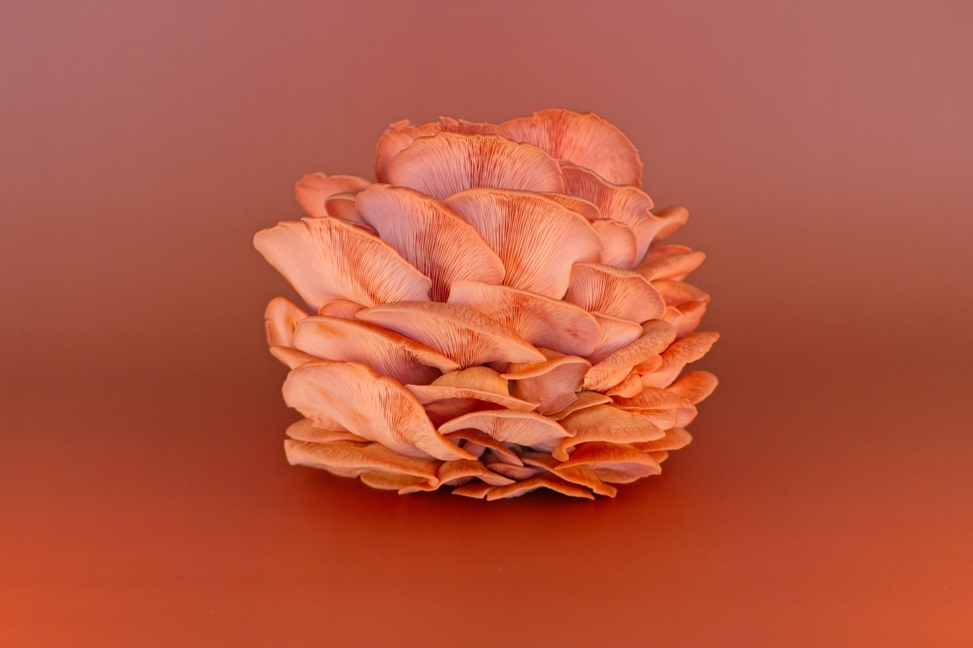 Fresh Pink Oyster Mushrooms