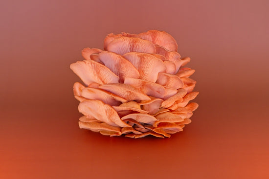 Enchanted Farms Mushrooms