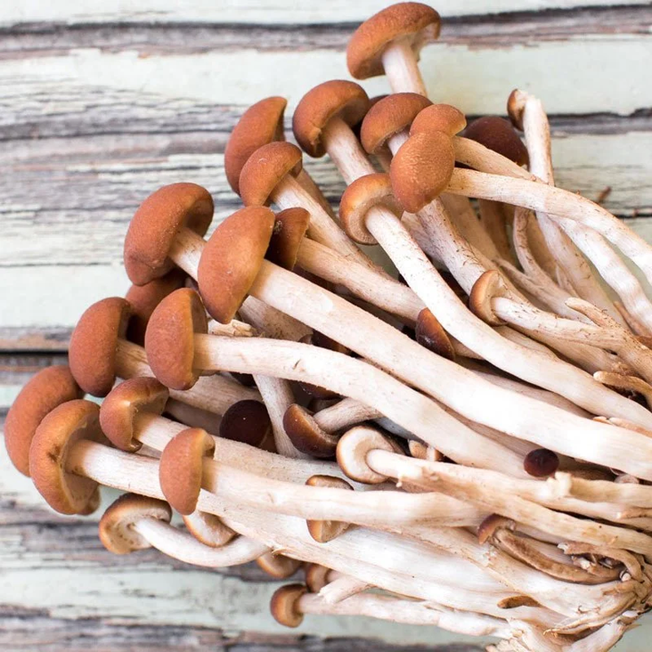 Fresh Pioppino Mushrooms