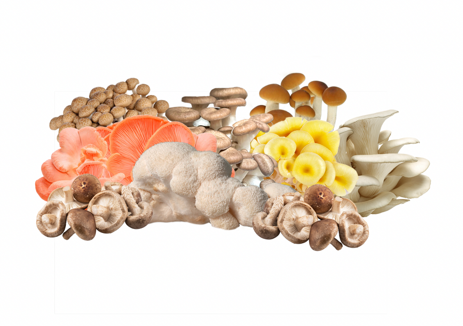 CSA - Fresh Mushroom MIX Subscription