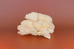 Fresh Snow Oyster Mushrooms