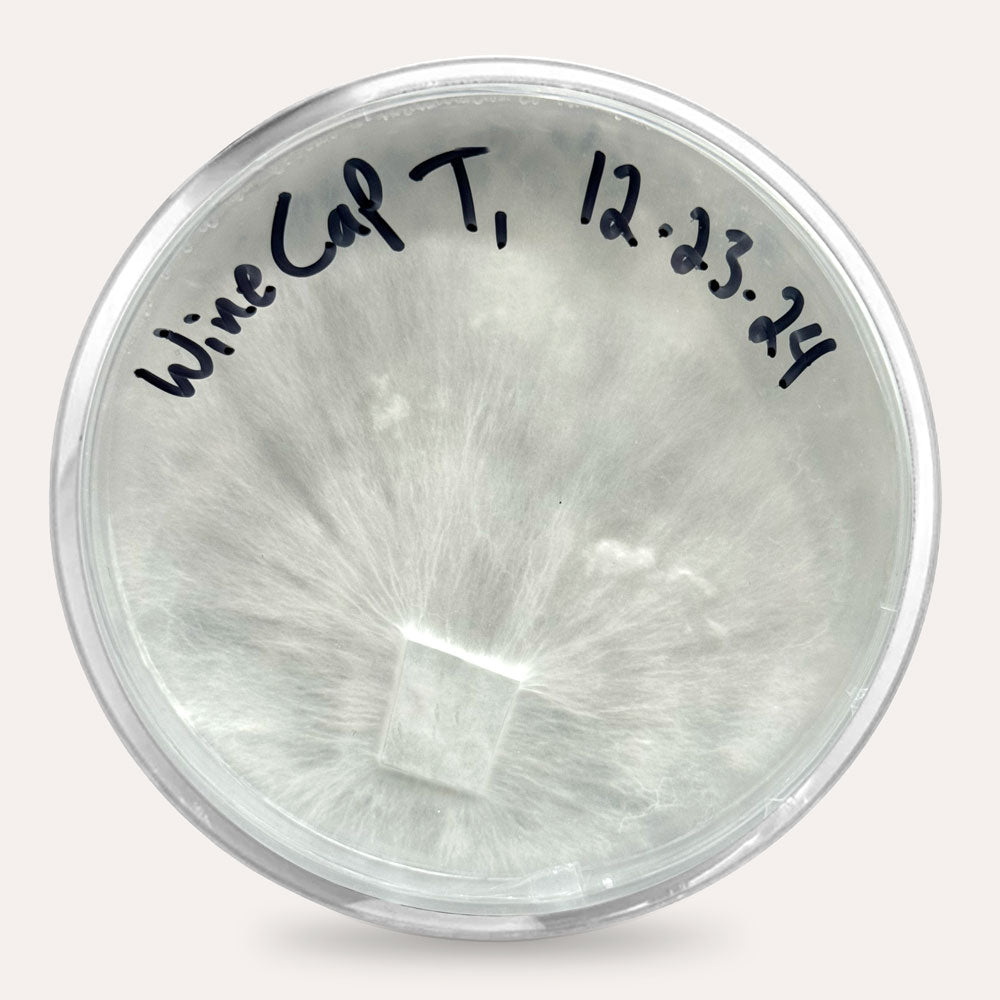 Mushroom Plate Cultures