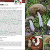 Mushrooms Of The Northwest