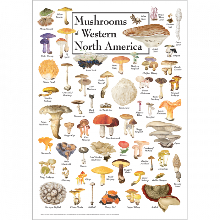 Mushrooms of Western N.A Poster